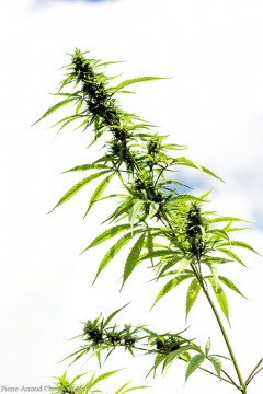 4T6Z0043_DxO