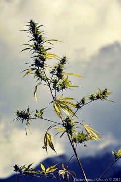 4T6Z0045_DxO