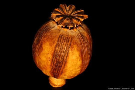 ENG: Opium poppy capsule.FR: Capsule de pavot à opium.