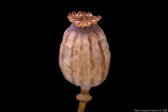 opium_poppy11