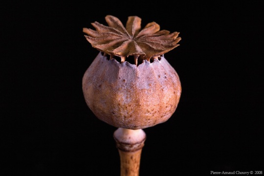 opium_poppy12