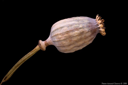 opium_poppy13
