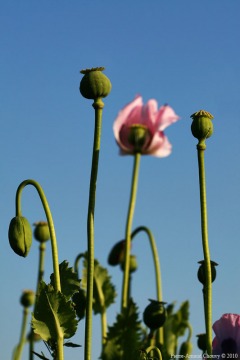 opium_poppy14