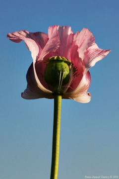 opium_poppy15