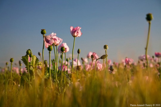 opium_poppy17