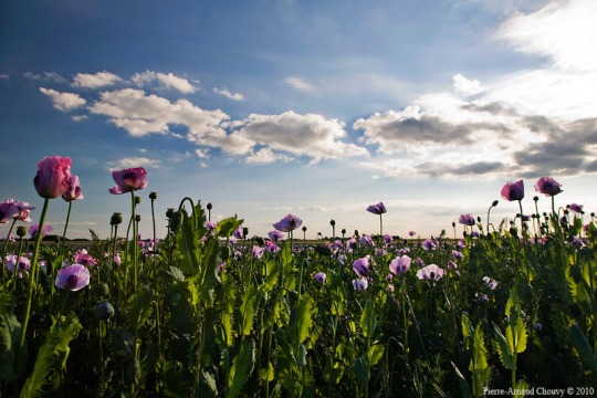 opium_poppy19