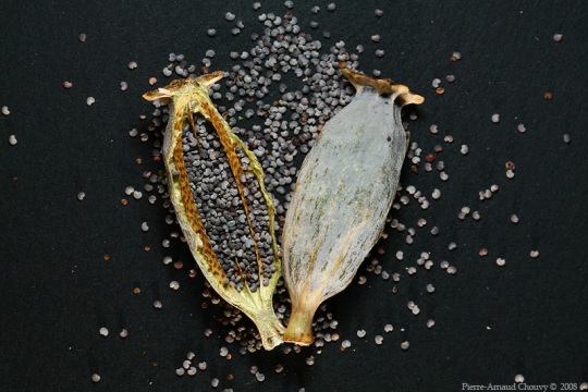 opium_poppy6