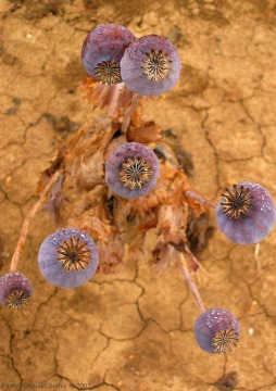 poppies_geopium_chouvy_france_loiret_2003