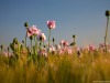 opium_poppy17